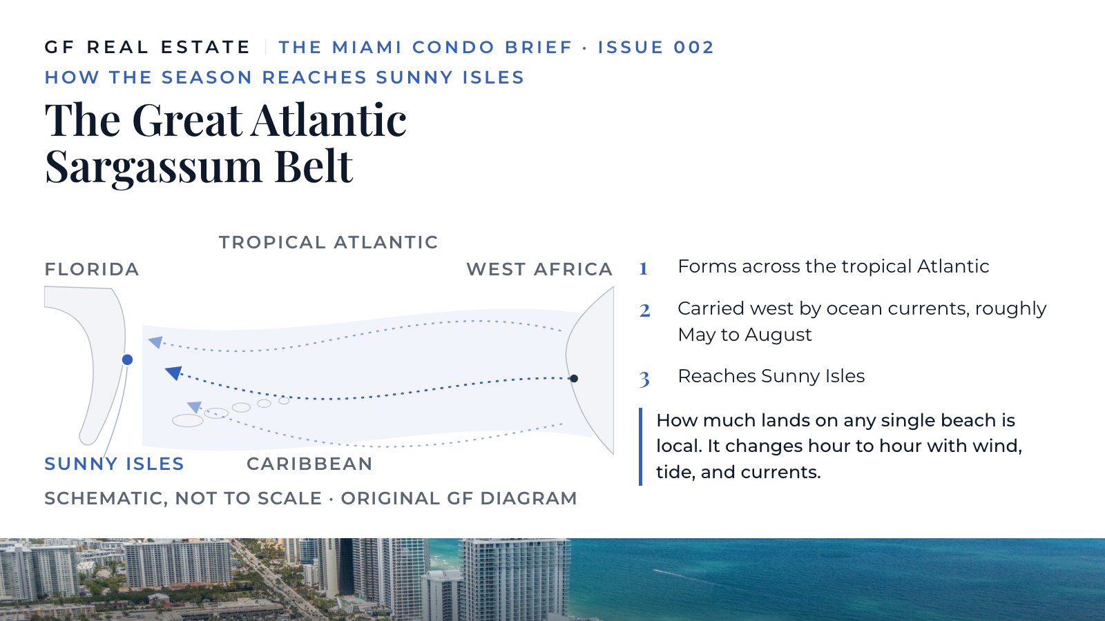 Original GF schematic titled The Great Atlantic Sargassum Belt. Conceptual, not to scale. A belt forms across the tropical Atlantic between West Africa and the Caribbean, and several approximate westward paths carry it past the Caribbean toward Florida and Sunny Isles. Three steps read: forms across the tropical Atlantic; carried west by ocean currents, roughly May to August; reaches Sunny Isles. A note states that how much lands on any single beach is local and changes hour to hour with wind, tide, and currents.